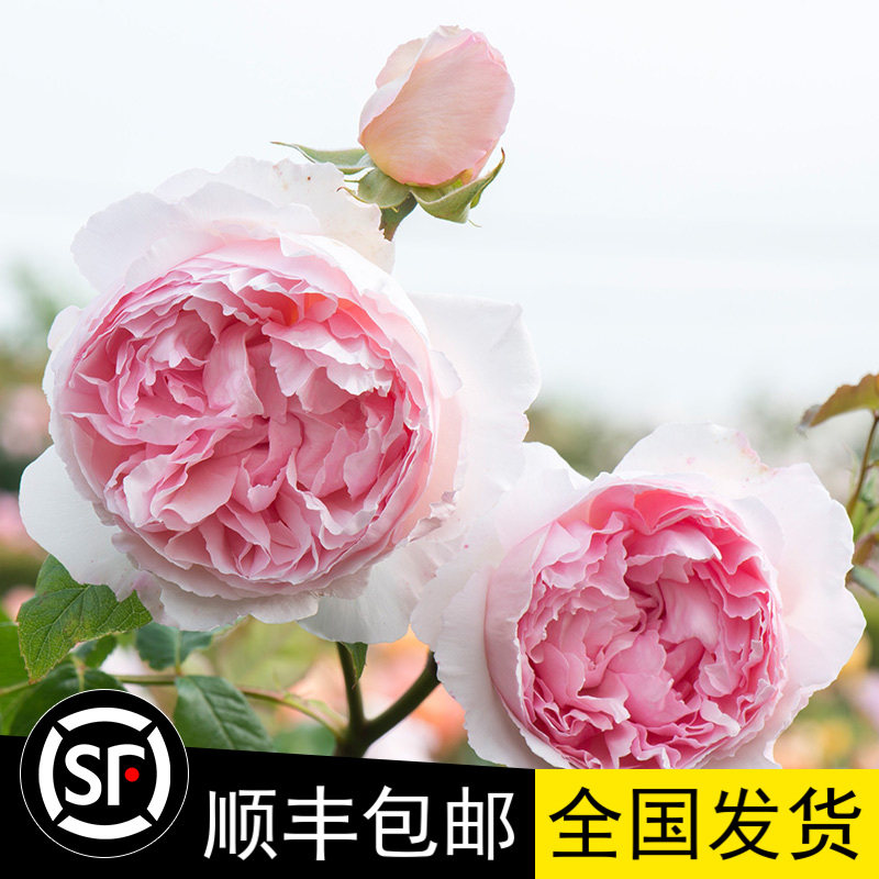 英国欧月威基伍德灌木藤本玫瑰