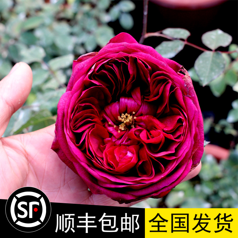 日本进口香水深紫色月季花苗