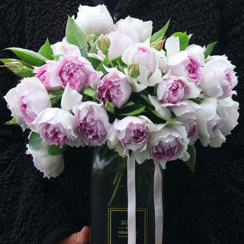 一见倾心二见倾城月季灌木多头切花浓香几乎无刺1加仑一六八园艺