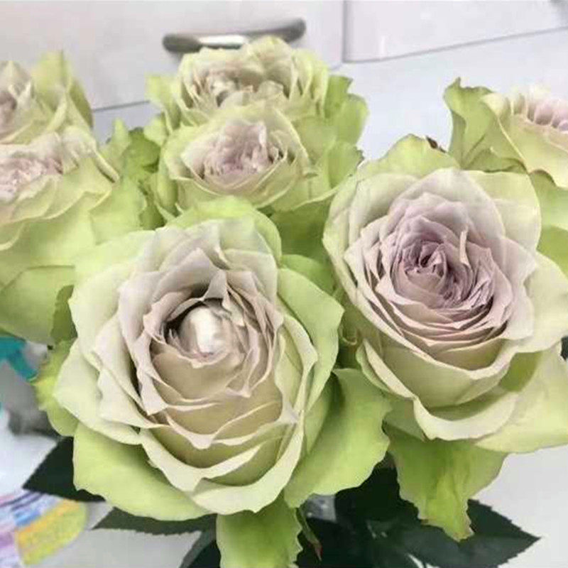 新品根接苗青金石面纱月季花小型灌木切花瓣质感强一六八园艺