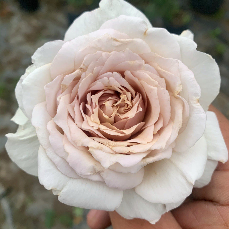 2加仑根接大苗狠货灰珍珠月季花灌木切花浓香长势慢一六八园艺