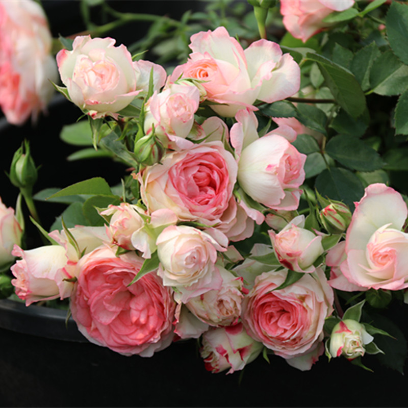 日月可爱多月季花多头矮小微月勤花阳台盆栽易爆盆好养一六八园艺