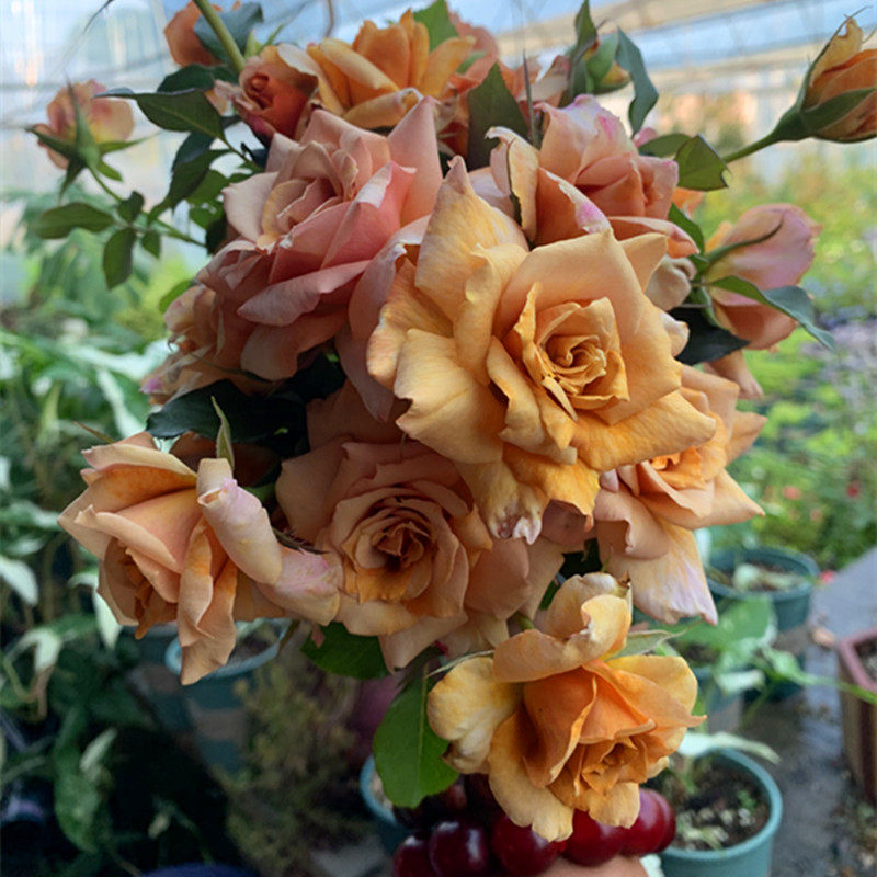 河本复古新品真爱之宝月季花灌木丰切花长势快温和香味一六八园艺