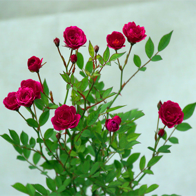 新品紫咲月季迷你盆景月季耐热耐开四季开花盆栽喜阳一六八园艺