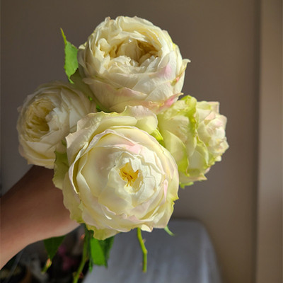 新品根接苗鹅蛋月季花灌木阳台