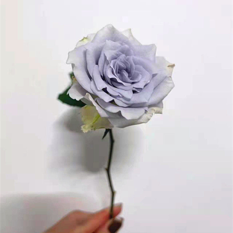 新品根接苗蓝色引力月季花 温和香味灌木切花长势好一六八园艺
