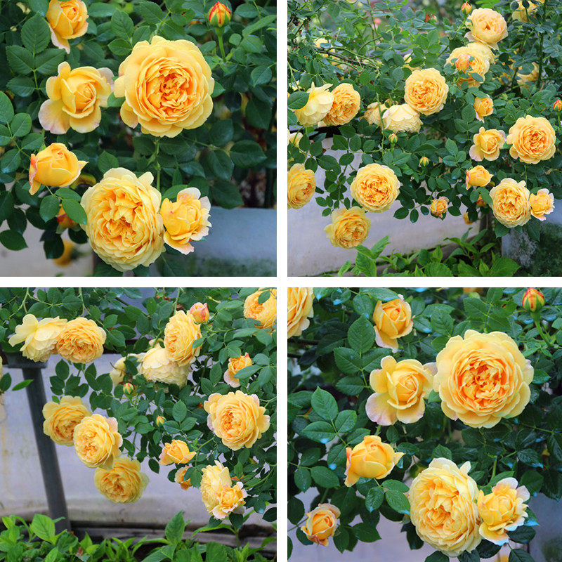 欧月日月一加仑大苗月季花切花玫瑰爬藤简单易养勤花一六八园艺