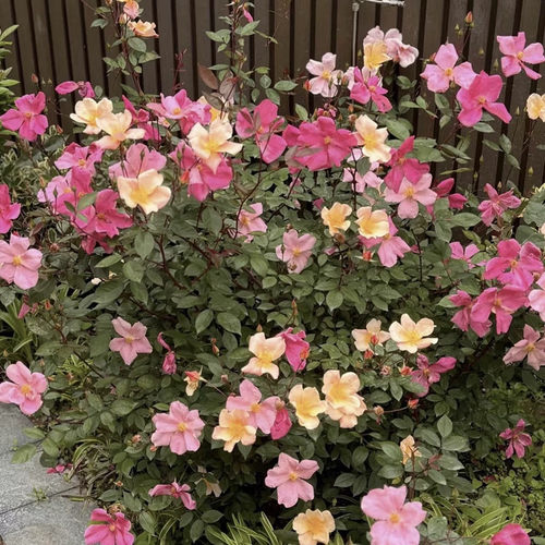 蝴蝶古老月季花长势快阳台盆栽庭院地栽效果更棒