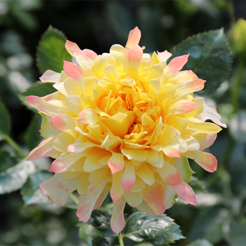 烟花波浪月季独特花型像菊花瓣灌木月季勤花易养1加仑一六八园艺