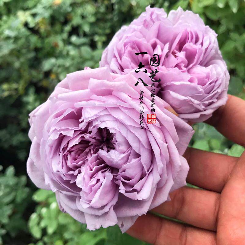 日月蓝色天空月季花灌木丰花多头开花勤花易养推荐新手品种