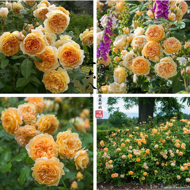 欧月玛格丽特王妃月季灌浓香型木可爬藤月季花一六八园艺