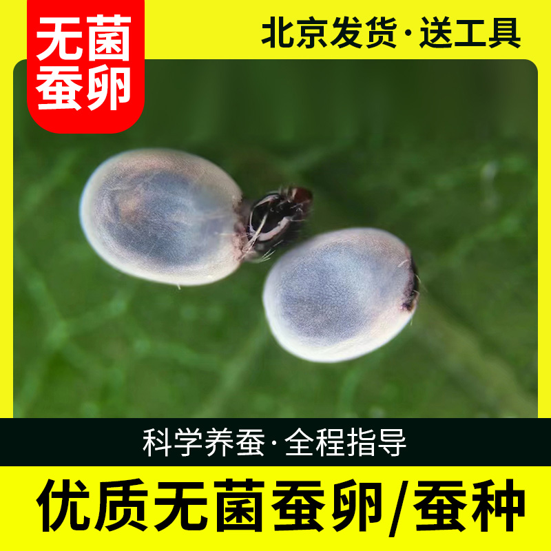 蚕宝宝卵蚕种场蚕蛋小蚕卵自然课黄茧卵白蚕金丝蚕天然彩色蚕