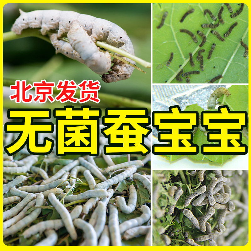 蚕宝宝活体套装新鲜桑叶学生科普