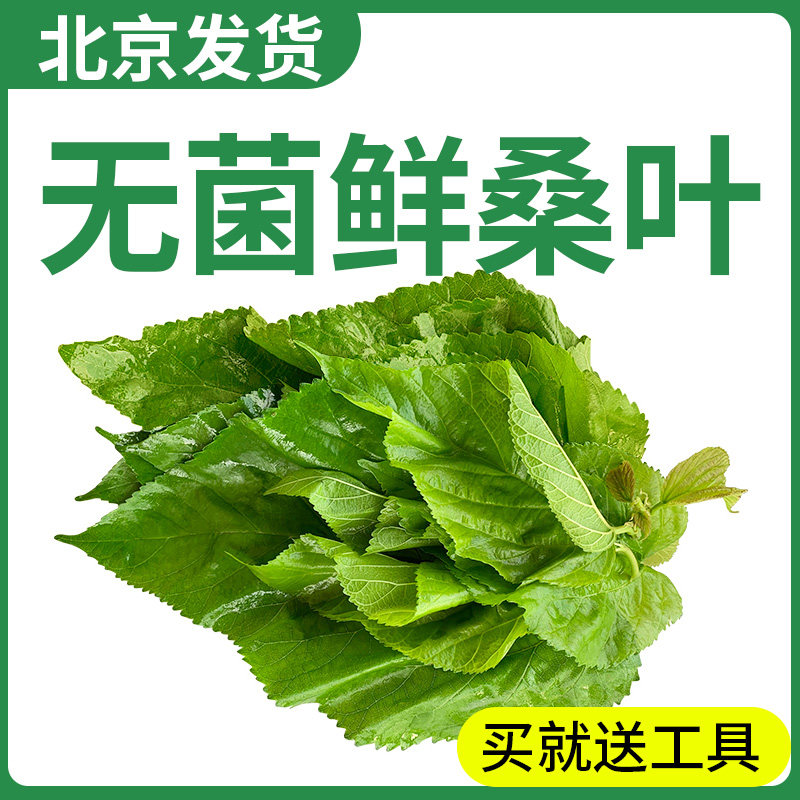新鲜桑叶现摘北京发货蚕宝宝饲料学生养蚕专用小蚕食用鲜嫩桑树叶图片