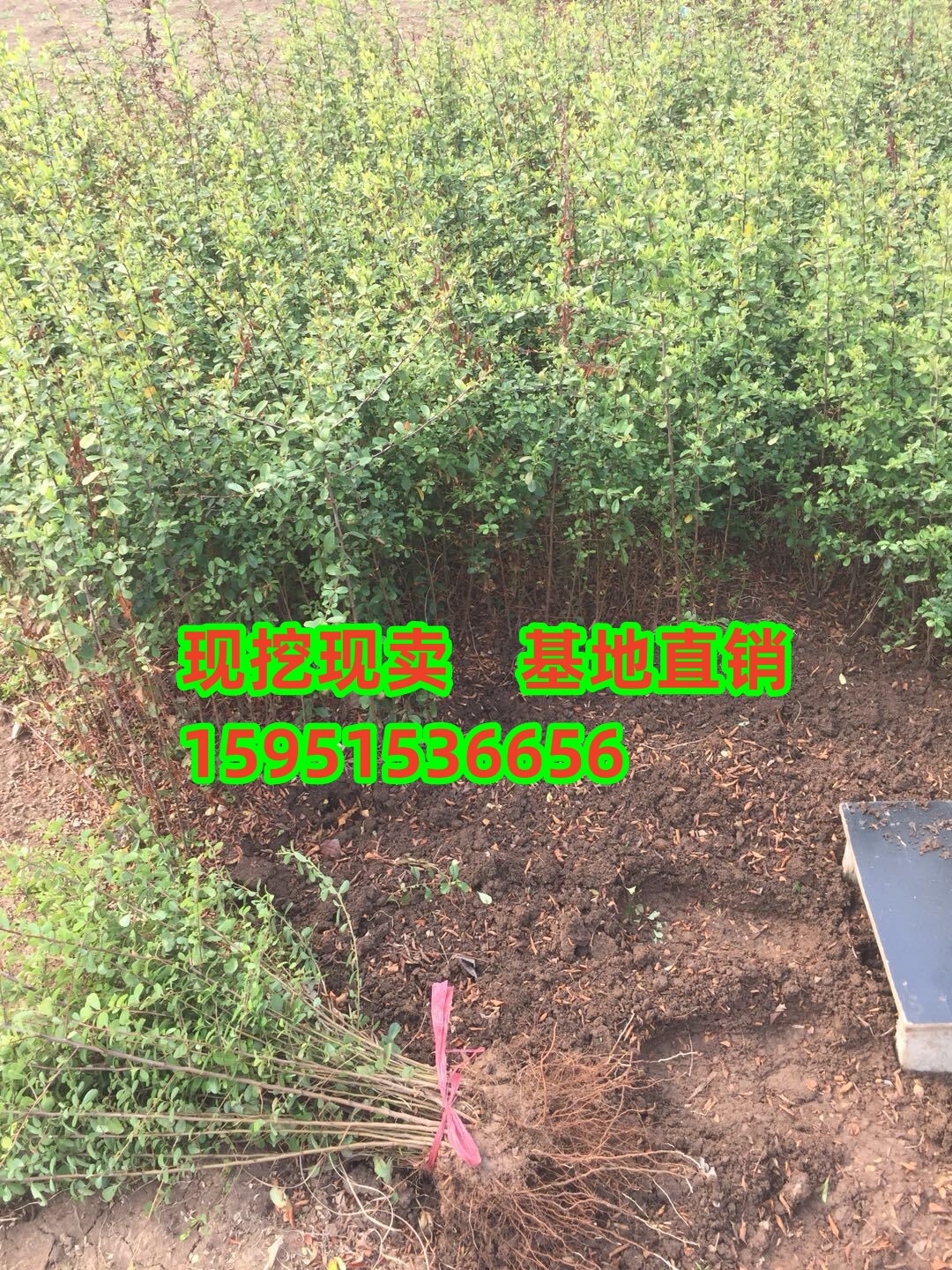 火棘树苗庭院带刺篱笆植物围墙绿化苗火棘苗带刺防盗耐寒易成活