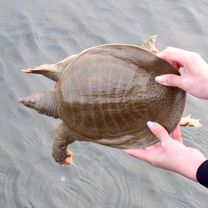 甲鱼活鲜活食用活甲鱼大水鱼外塘大甲鱼活鲜活食用团鱼生态野养