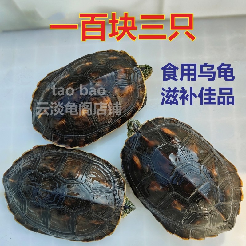 可食用乌龟活物珍珠龟中国草龟煲汤龟食用龟草龟活体花龟中华老龟