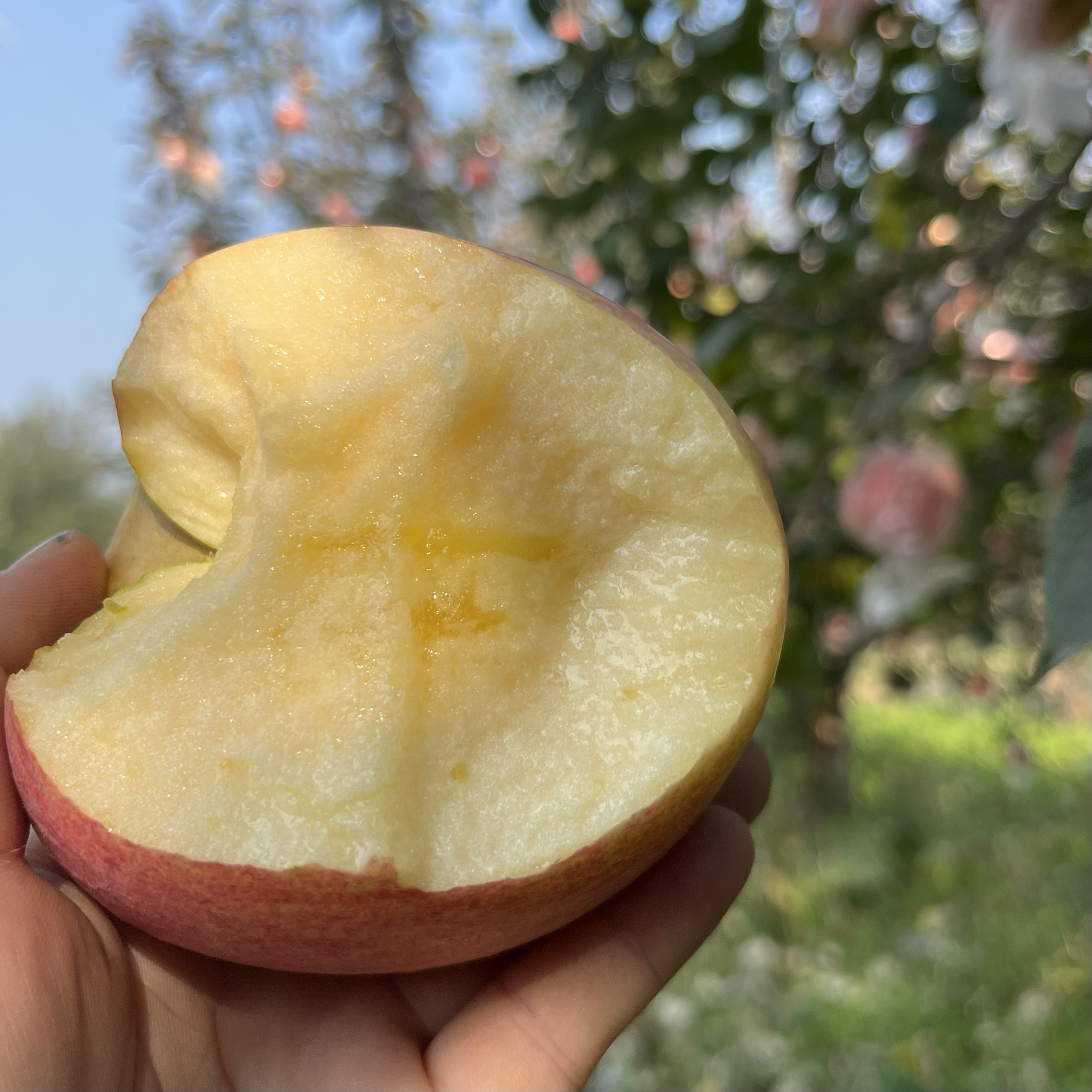 万荣苹果带皮即食黄肉冰糖心精装
