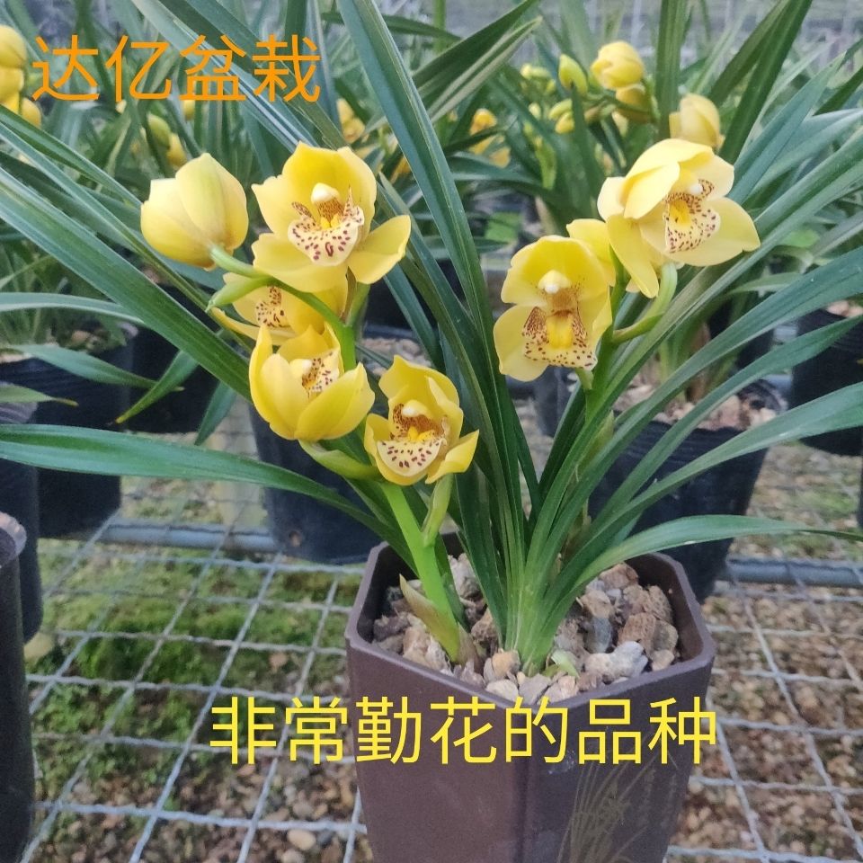 带花苞建兰金凤凰四季兰高档黄色兰花勤花室内客厅花卉绿植好养活
