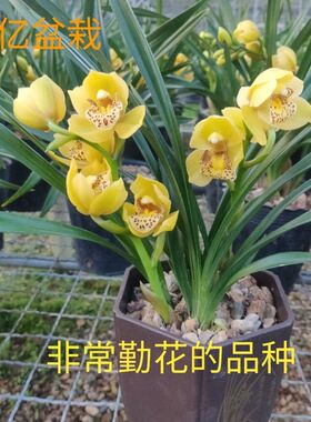 带花苞建兰金凤凰四季兰高档黄色兰花勤花室内客厅花卉绿植好养活