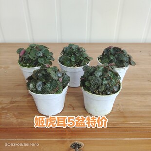 姬虎耳姬雪之下微型盆栽造景素材日本山野草桌面耐阴迷你绿植好养