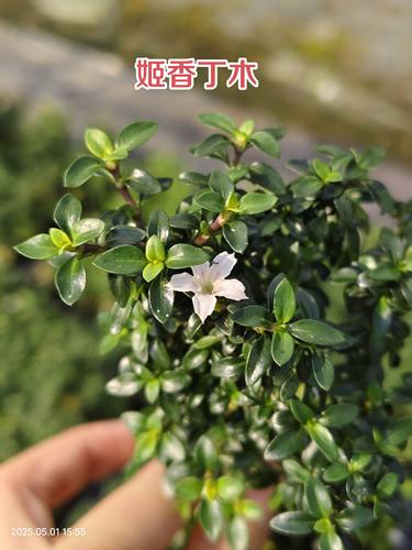 姬丁香木日本微型迷你盆栽桌面小绿植喜水办公室内阳台花卉好养活