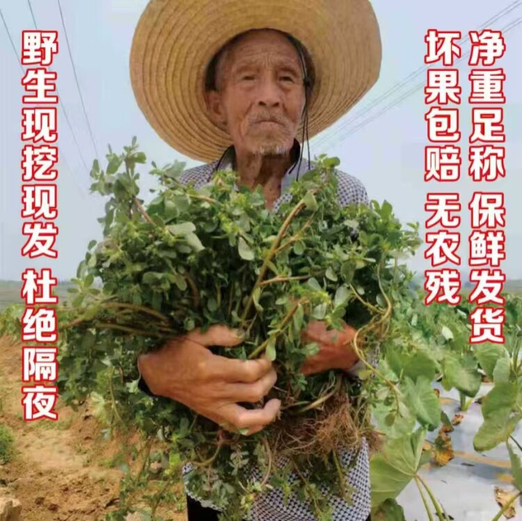 新鲜马齿苋野菜现挖马蜂菜长命菜长寿菜整棵马齿苋带根五行草包邮