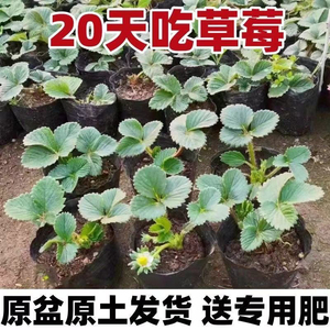 奶油草莓苗盆栽带盆带土种籽子可食用红颜四季结果阳台种植新苗秧