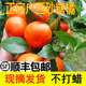 正宗广西砂糖橘新鲜9斤沙塘桔小橘子当季 水果整箱蜜橘桔子柑橘5斤