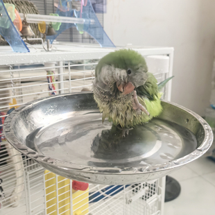 虎皮牡丹玄凤小金太和阳尚凯克鹦鹉文鸟蜡嘴夏季洗澡盆沐浴玩水盆