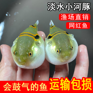 弓斑河豚观赏鱼冷淡水潜水艇宠物狗头小鱼苗耐活好养巧克力娃娃鱼