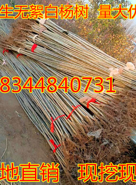 白杨树苗107白杨速生苗3804无絮杨中华红叶杨绿化植物造林杨树苗