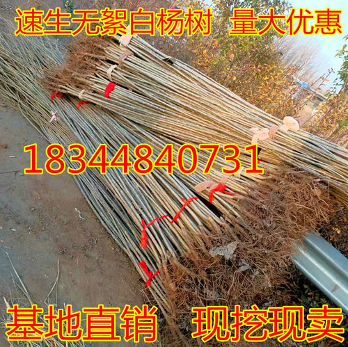 白杨树苗107白杨速生苗3804无絮杨中华红叶杨绿化植物造林杨树苗
