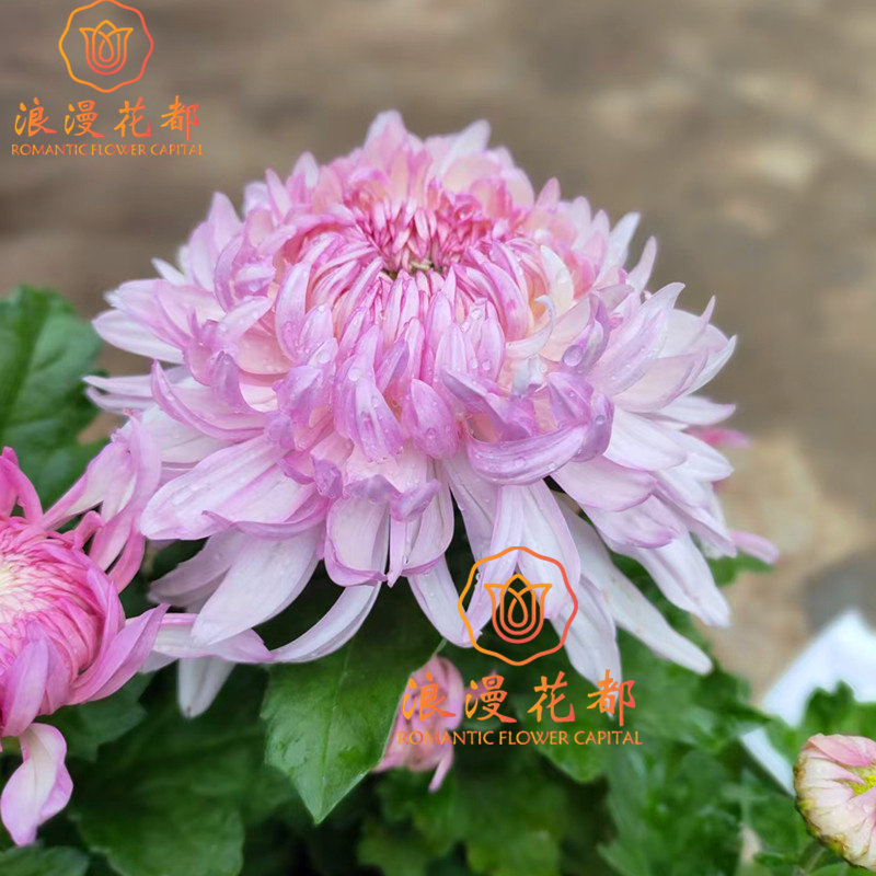 大花山海荷园秋季大菊花盆栽