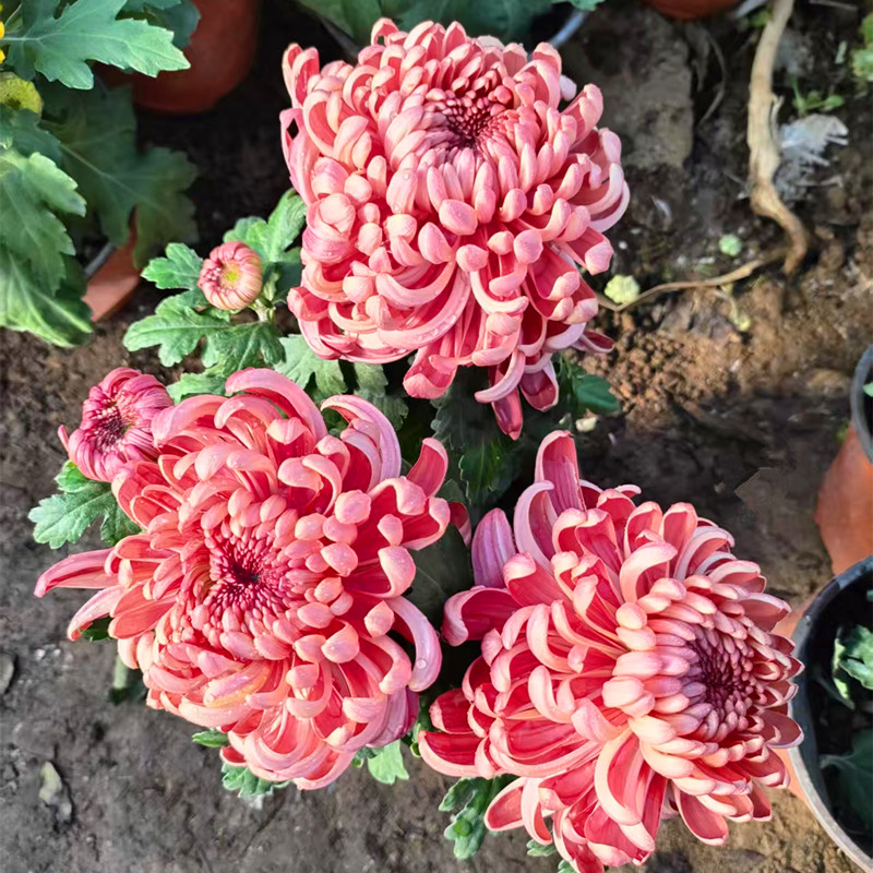 【大花兼六红/红国华】秋季大菊花盆栽带花苞发货庭院阳台观赏花