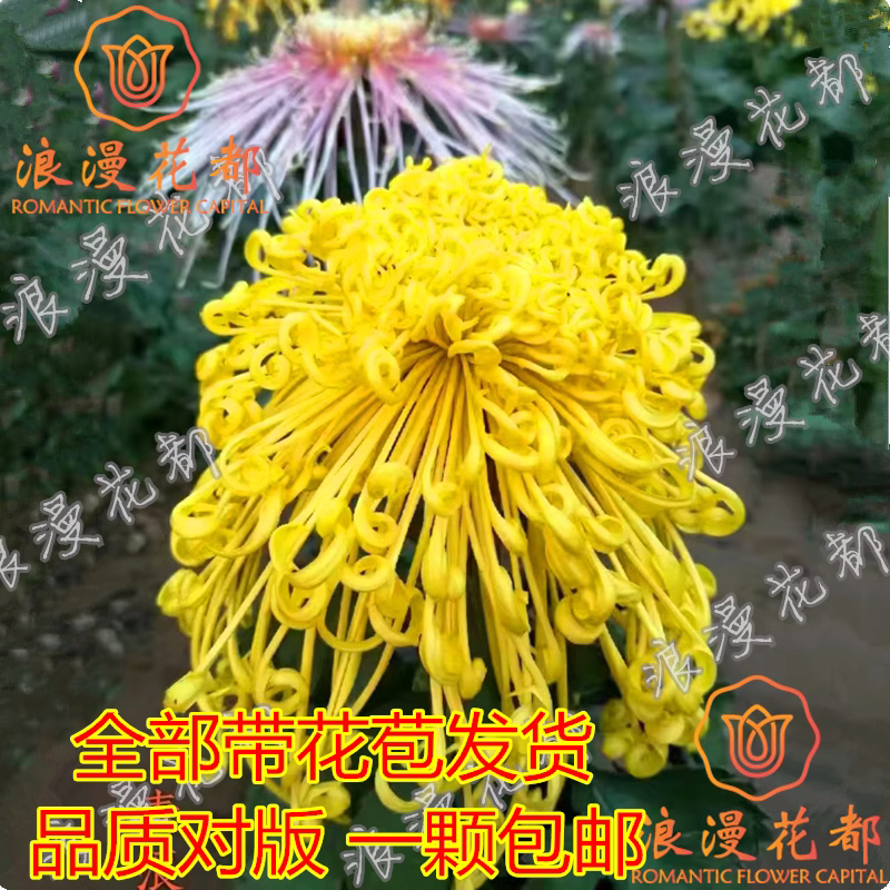 大花黄麦浪秋季大菊花苗盆栽图片