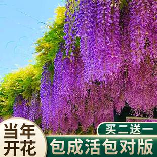 紫藤花树苗盆栽花卉别墅庭院地栽爬藤植物四季花卉不断紫藤萝围墙