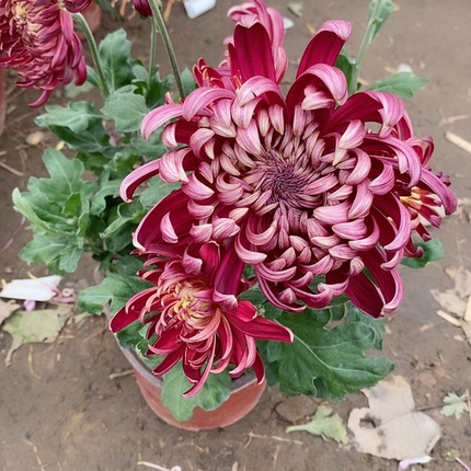 [大花墨菊】秋季大菊花盆栽菊花苗带花苞耐寒庭院阳台好养花卉