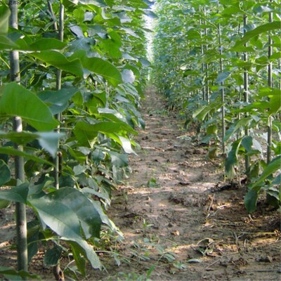 白蜡苗树苗 速生白蜡树苗 对节白蜡小苗 庭院室外种植树绿化苗木