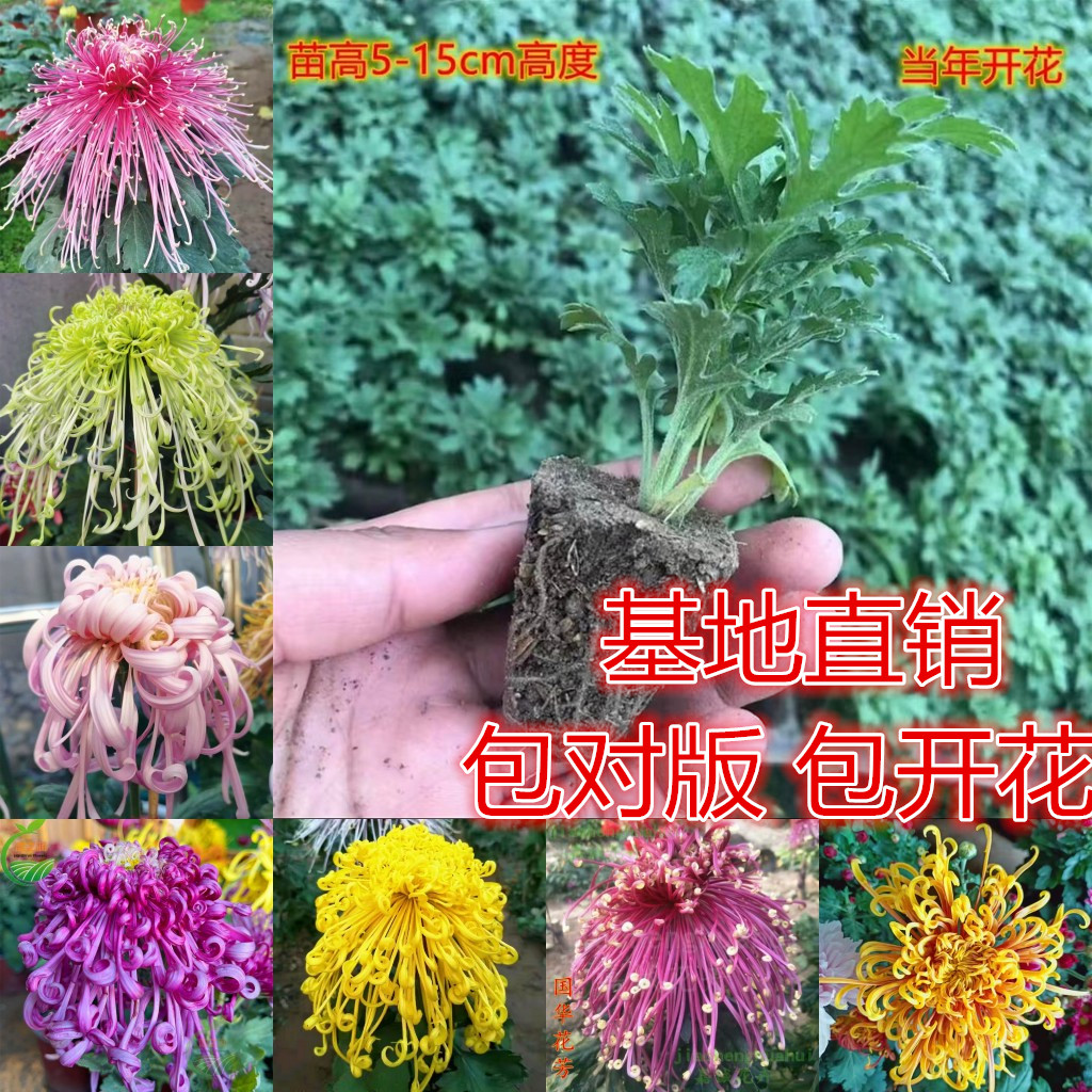 菊花苗大菊花盆栽金丝皇菊九月菊