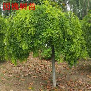 槐树苗国槐庭院大树刺槐国槐花树苗植物耐寒可食用洋槐蜂蜜洋槐花