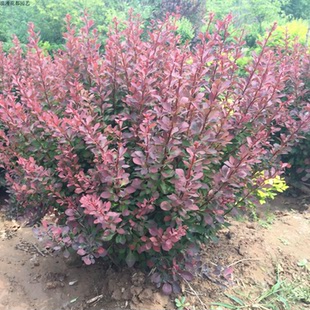 红叶小檗苗彩色绿篱色块紫叶庭院别墅行道园林工程绿化苗木