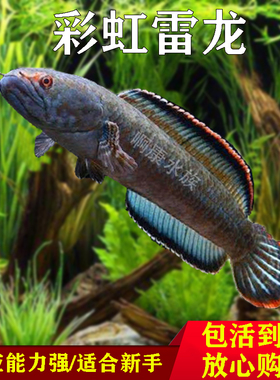 南鳢雷龙鱼观赏鱼冷水鱼龙鱼凶猛七彩雷龙淡水活体彩虹雷龙鱼包邮