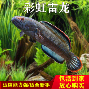 南鳢雷龙鱼观赏鱼冷水鱼龙鱼凶猛七彩雷龙淡水活体彩虹雷龙鱼 包邮