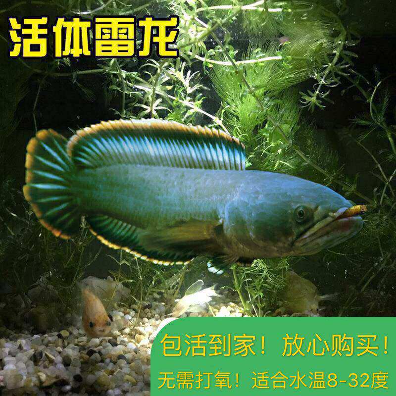 彩虹雷龙鱼观赏鱼紫红色大型淡水鱼活体宠物鱼