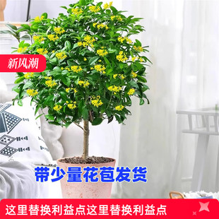 金桂花树苗桂花苗盆栽嫁接苗四季桂室内外浓香型阳台花卉绿植好养