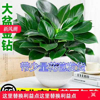 绿萝箩多肉大叶植物办公室除醛水