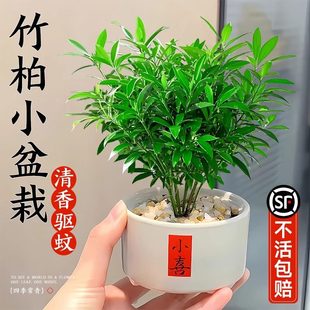 驱蚊竹柏办公室绿植盆栽室内植物四季好养水培花卉桌面小盆景摆件