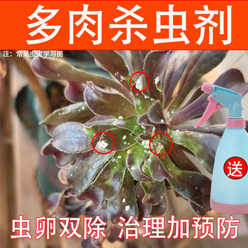 多肉蚧壳虫蚜虫腻虫杀虫剂