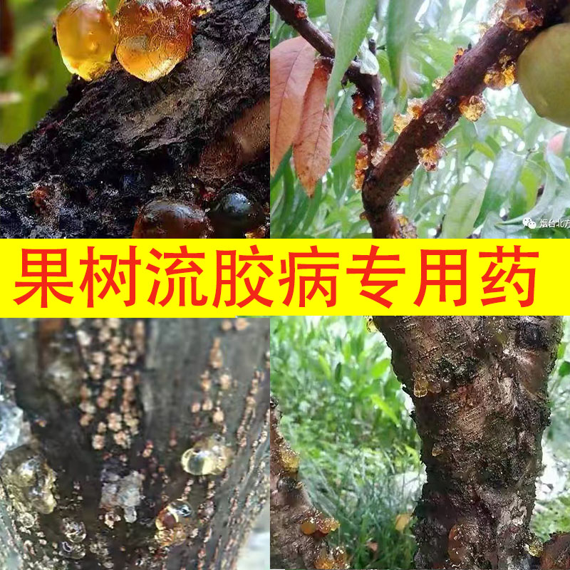 樱桃用药方案图片